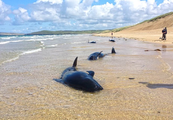 Members of the family of pilot whales stranded off Ballyness beach, Falcarragh, Donegal, last week.