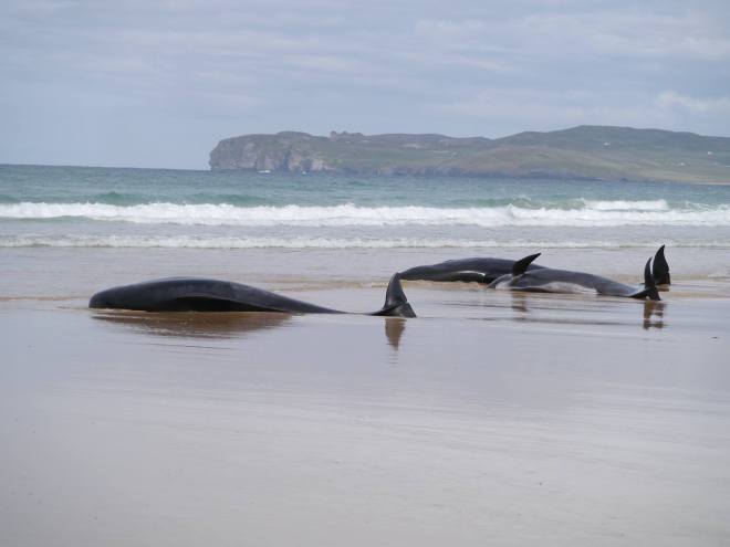 Formal protocols and increased government funding are necessary to save the Irish whale population (Photo courtesy of Selkie Sailing)