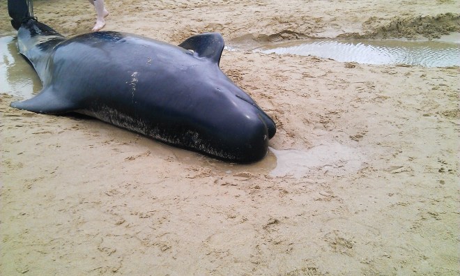 Photo by Antonia Leitner