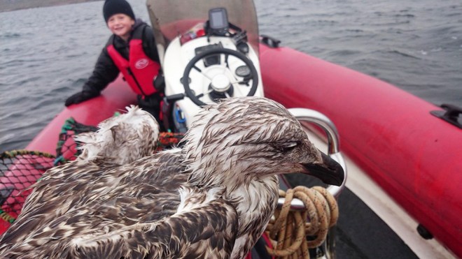 wild life northwest Donegal, birds and sea life